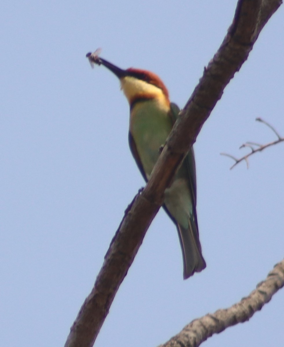 Asian Green Bee-eater - ML619766274