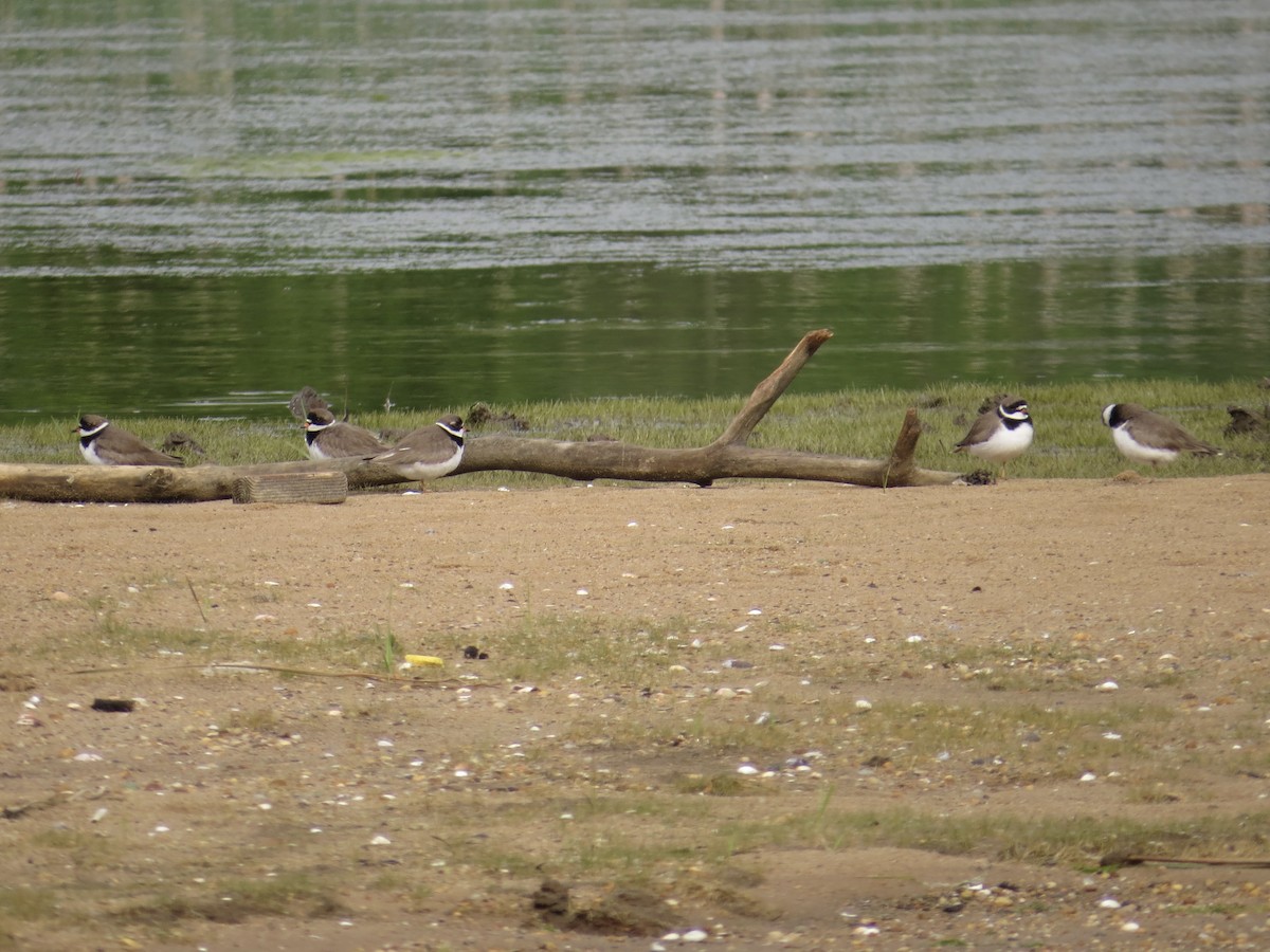 Semipalmated Plover - ML619766290