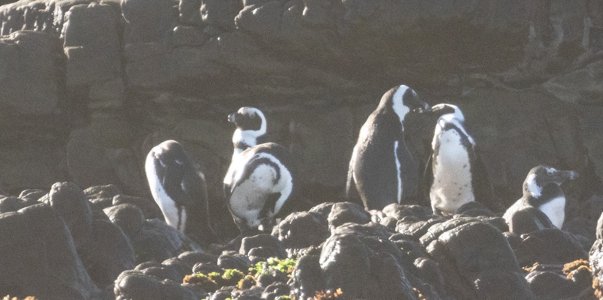 Pingüino de El Cabo - ML619766305