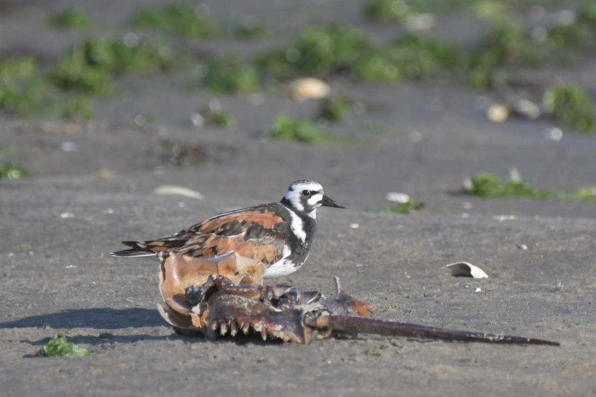 Ruddy Turnstone - ML619766316