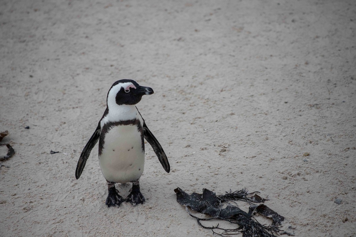 Pingüino de El Cabo - ML619766327