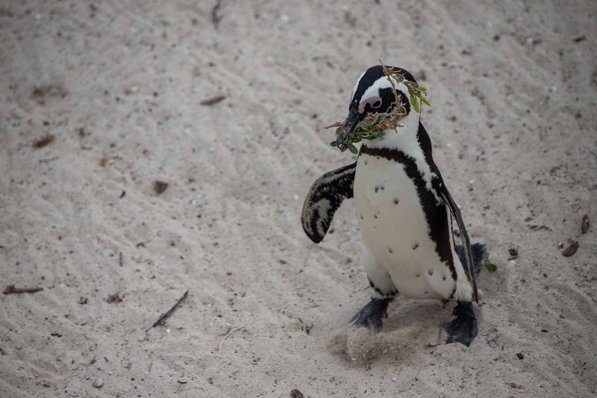 Pingüino de El Cabo - ML619766329