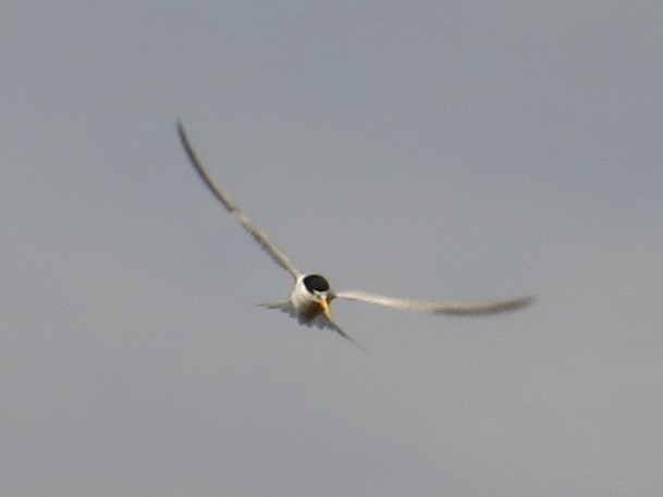 Least Tern - ML619766333