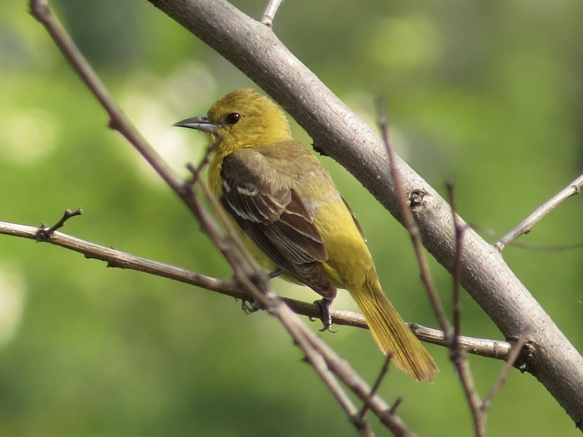 Orchard Oriole - ML619766336