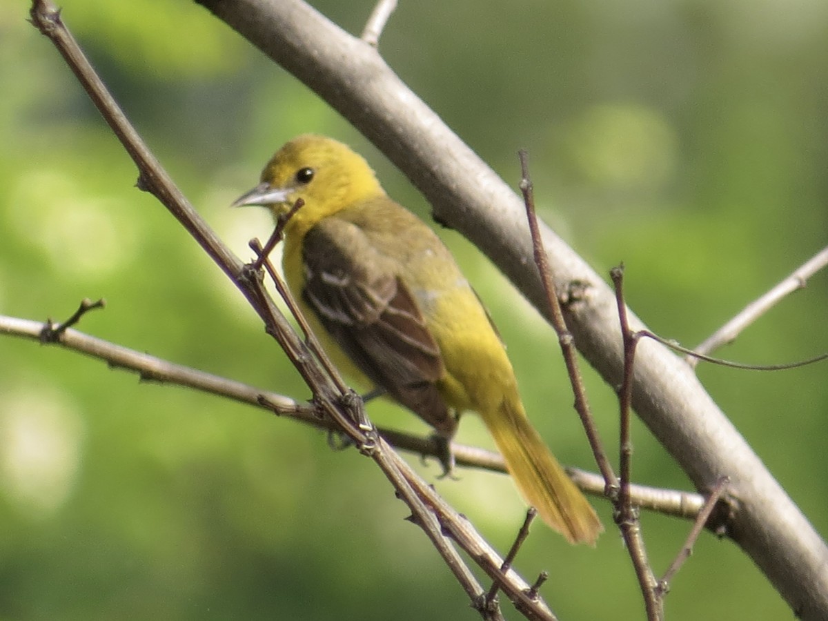 Orchard Oriole - ML619766339