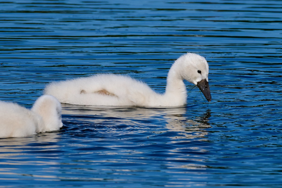 Mute Swan - ML619766343