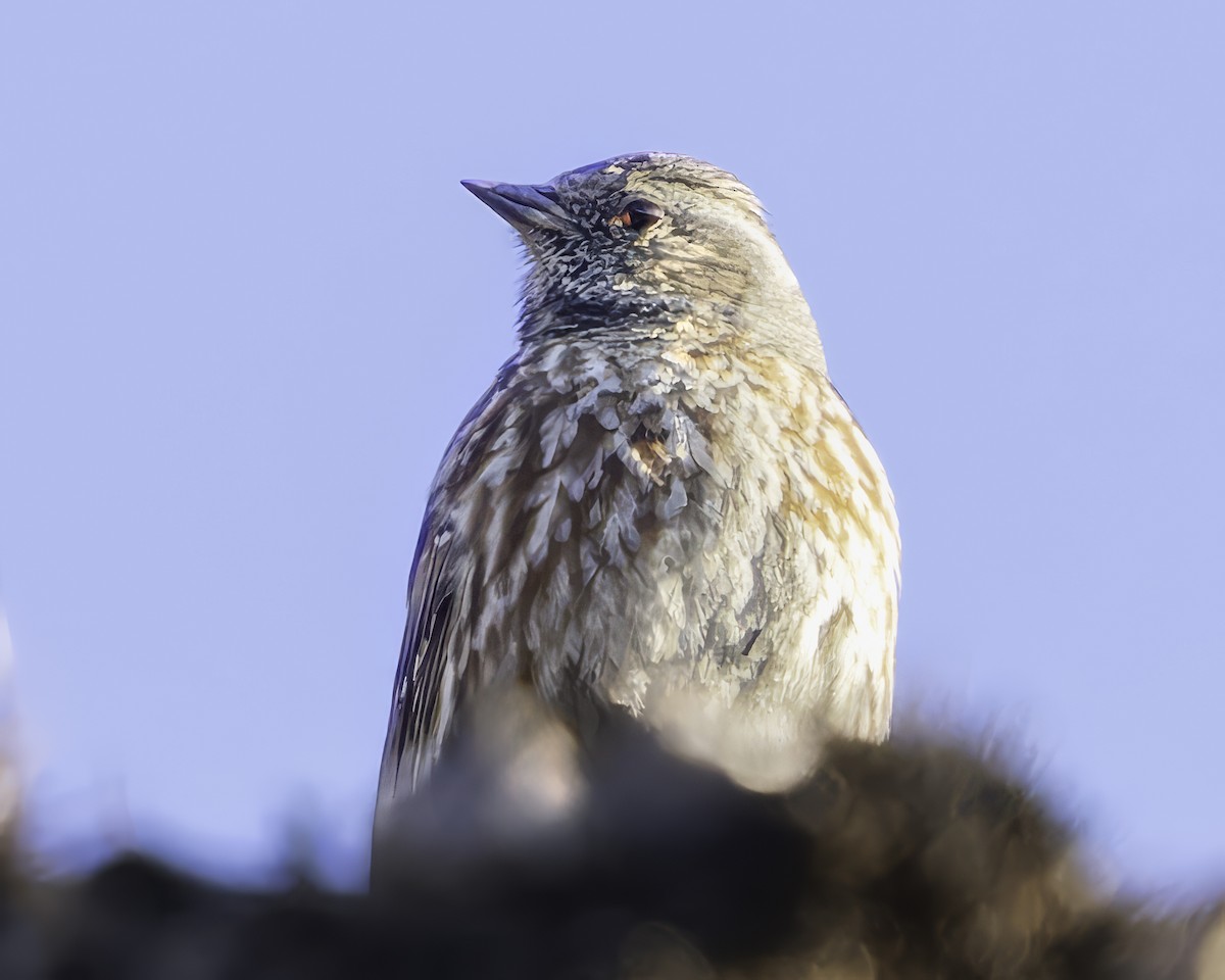 Altai Accentor - ML619766351