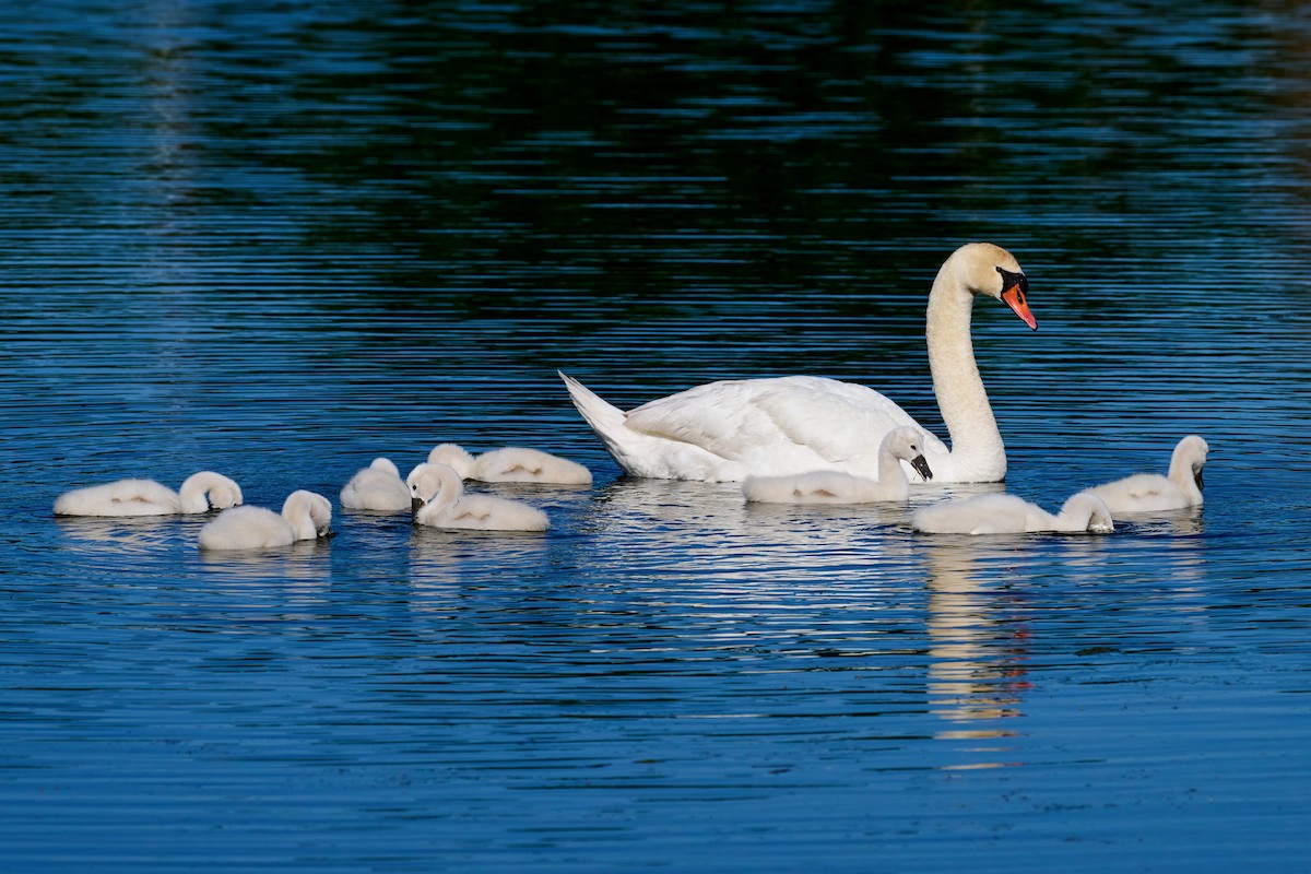 Höckerschwan - ML619766353