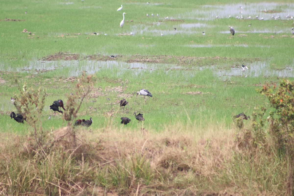 Glossy Ibis - ML619766357