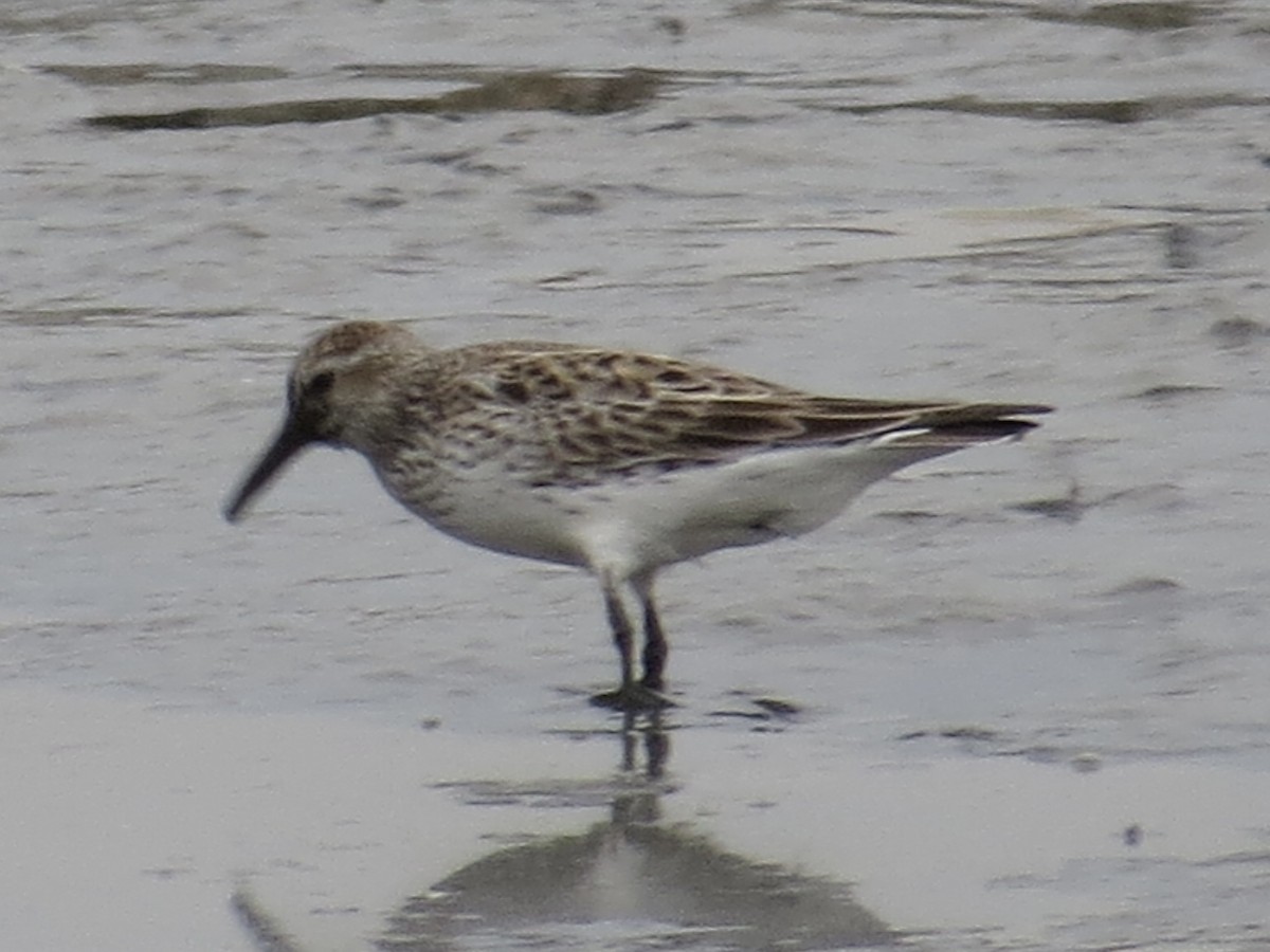 White-rumped Sandpiper - ML619766360