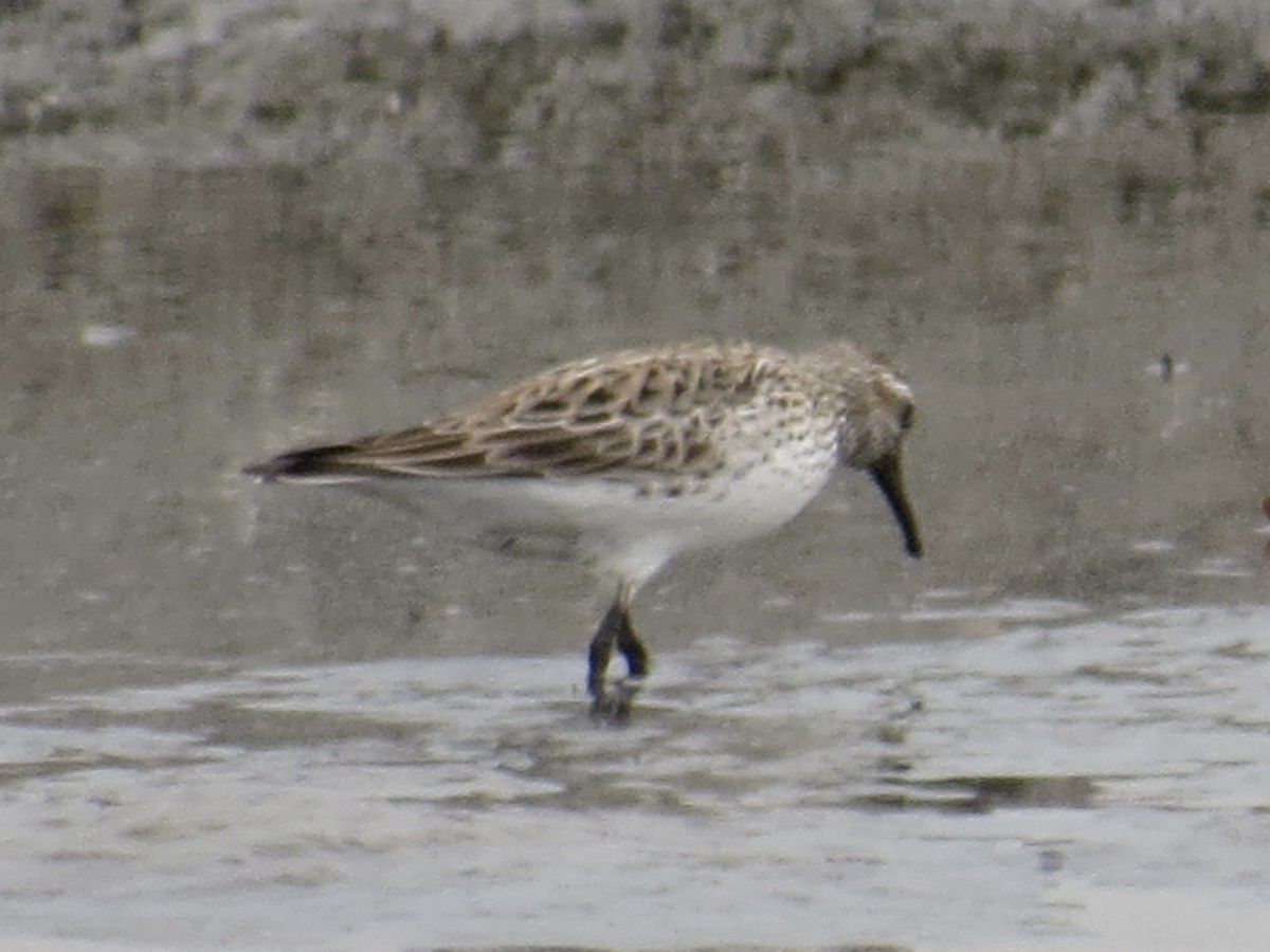 White-rumped Sandpiper - ML619766370