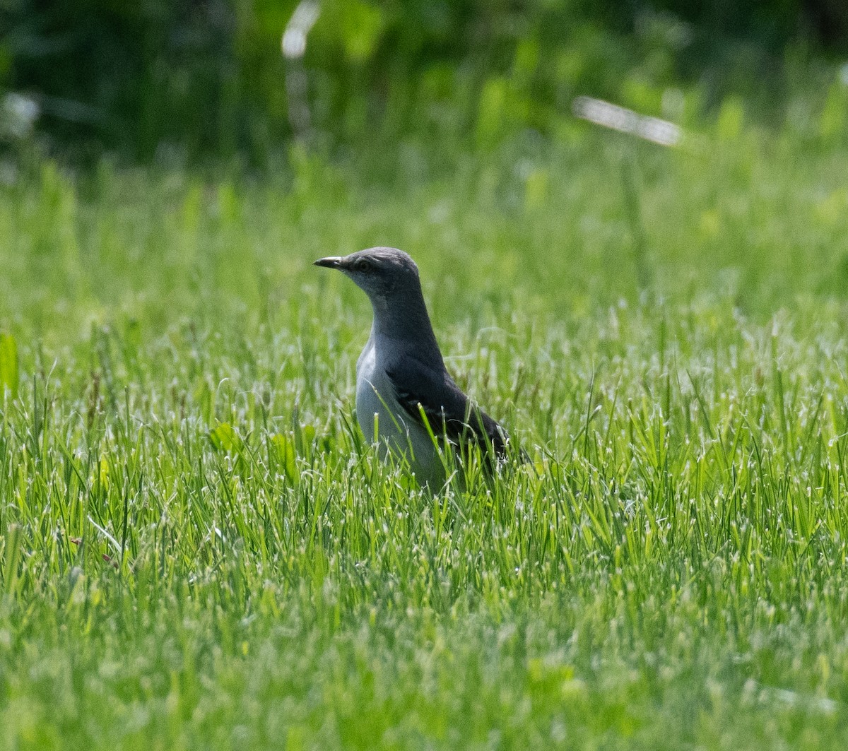 Northern Mockingbird - ML619766373