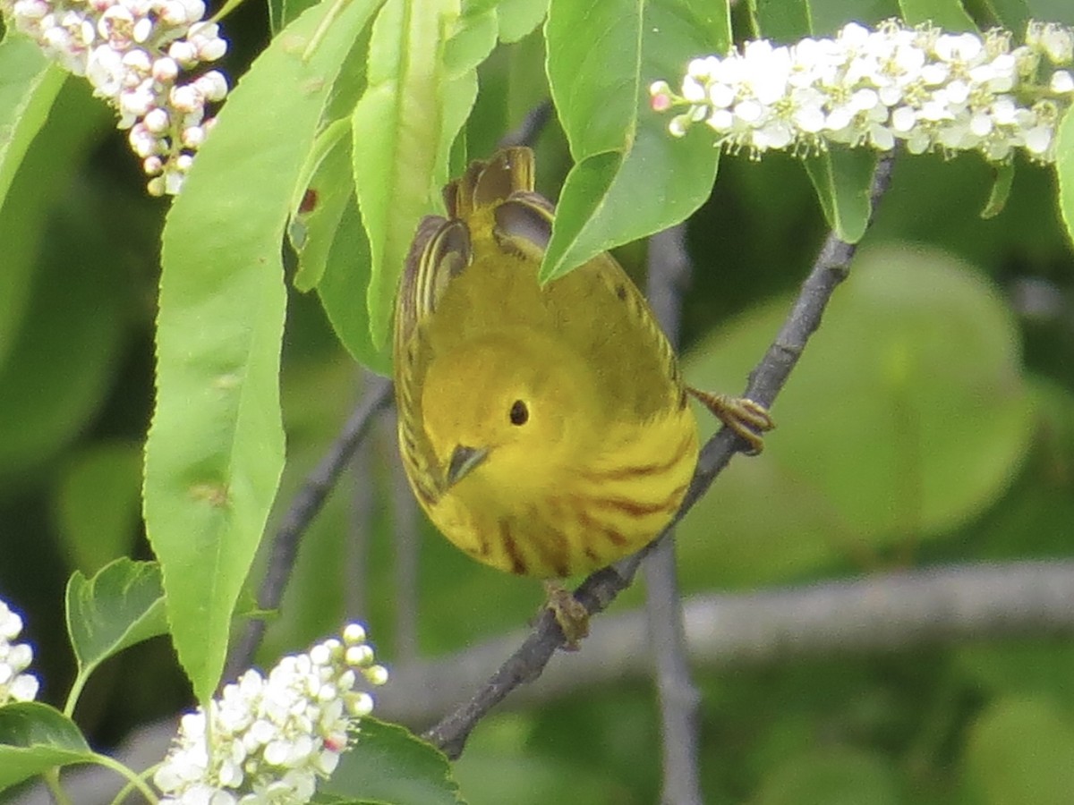 Yellow Warbler - ML619766379