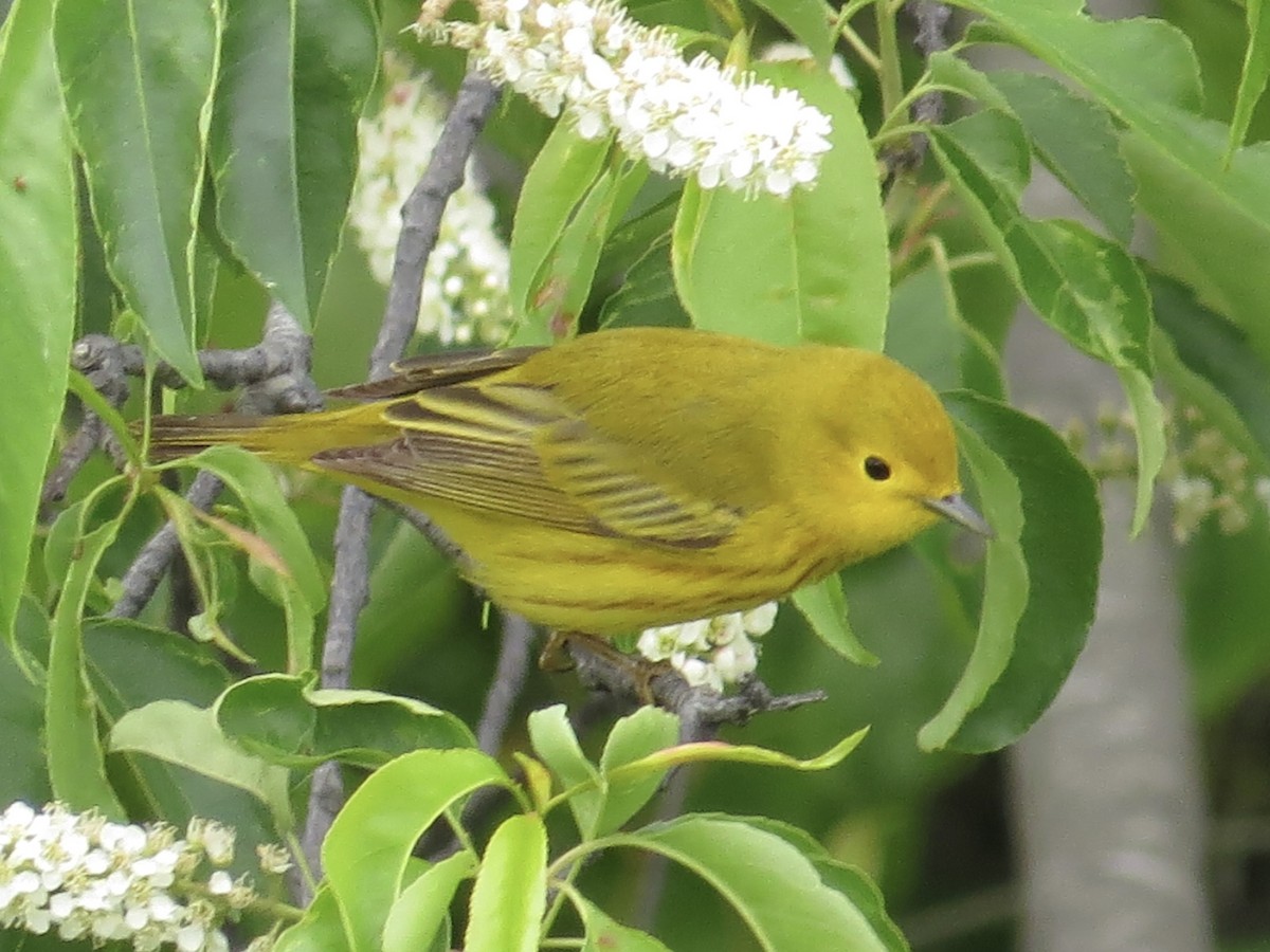 Yellow Warbler - ML619766380