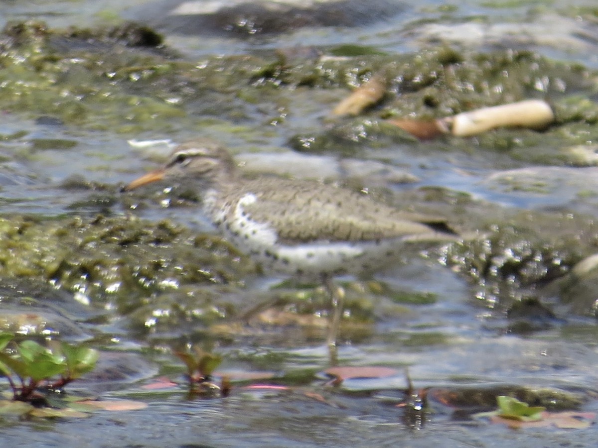 Spotted Sandpiper - ML619766395