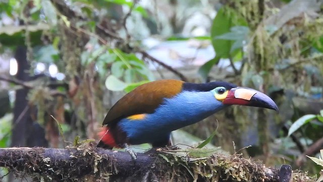 Toucan montagnard - ML619766409