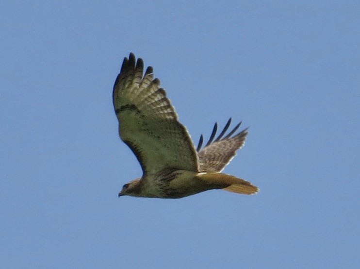 Red-tailed Hawk (borealis) - ML619766411