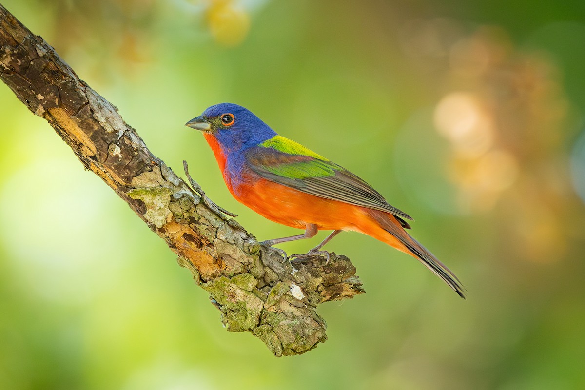 Painted Bunting - ML619766419