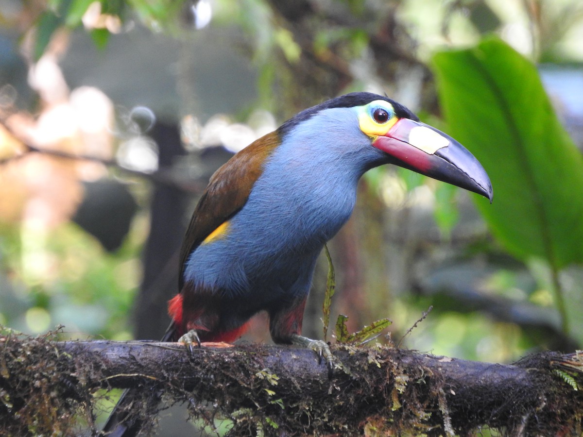 Plate-billed Mountain-Toucan - ML619766424