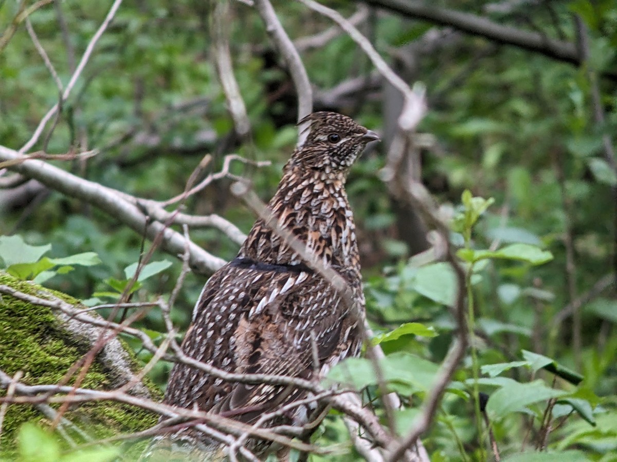 Ruffed Grouse - ML619766429