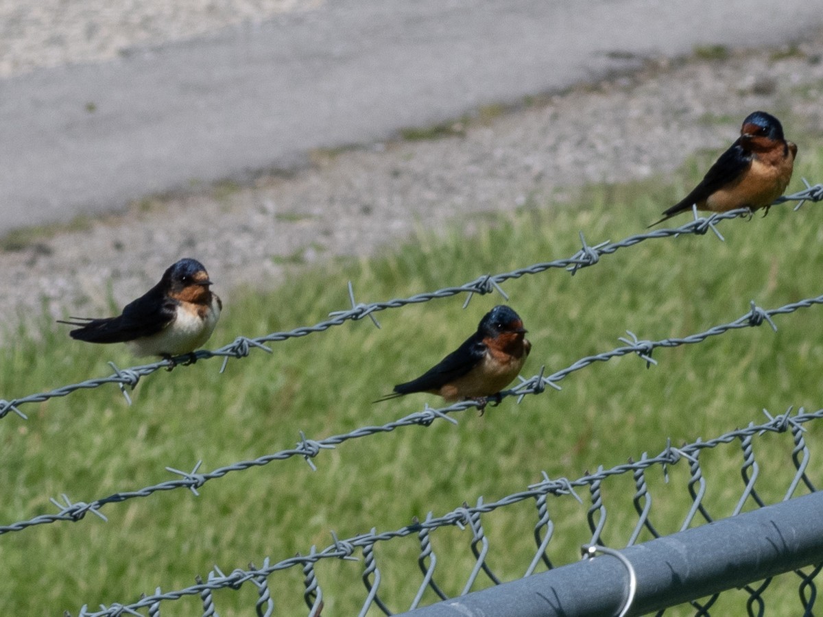 vlaštovka obecná - ML619766431