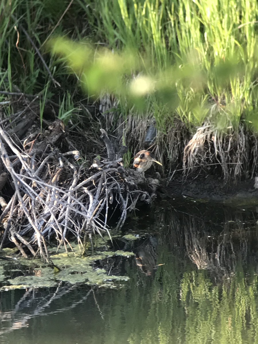 Least Bittern - ML619766440