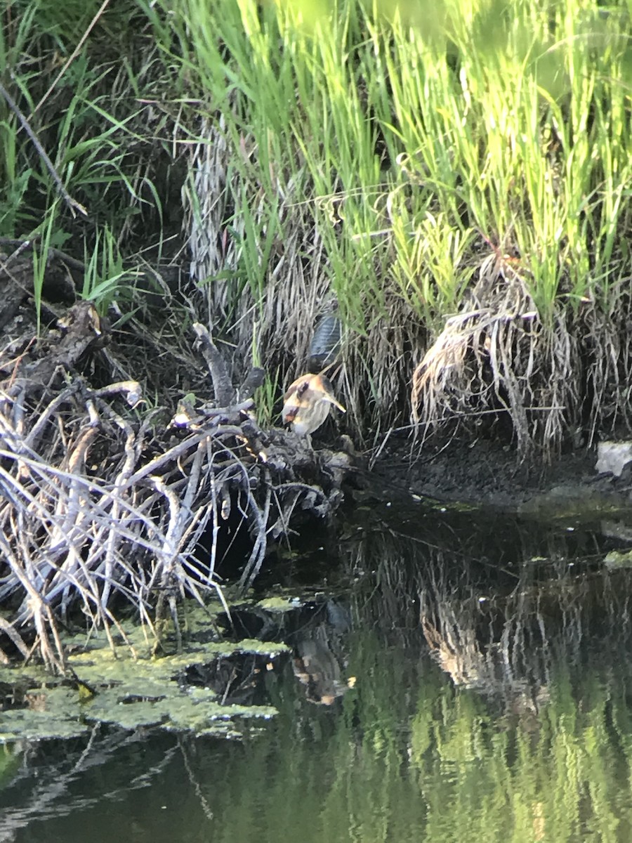 Least Bittern - ML619766441