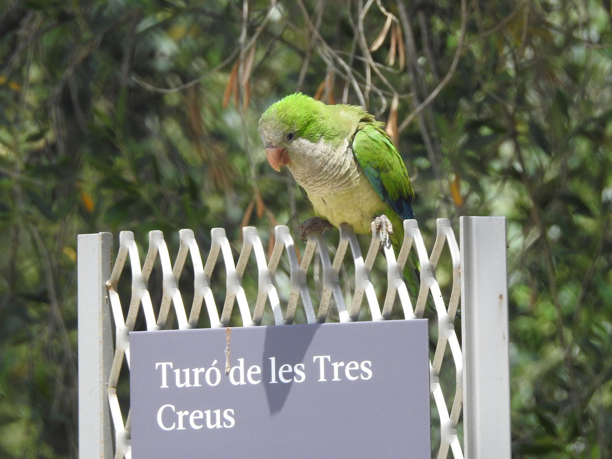 Monk Parakeet - ML619766442