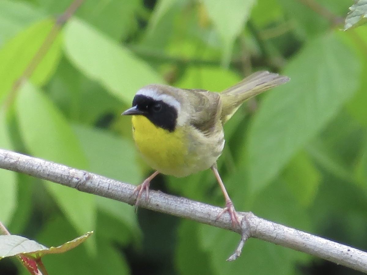 Common Yellowthroat - ML619766448