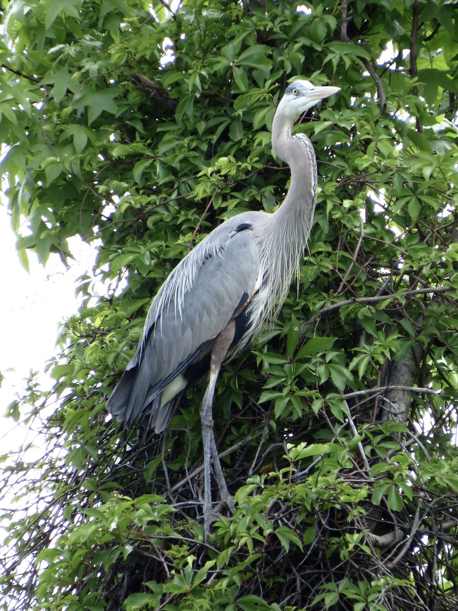 Great Blue Heron - ML619766456