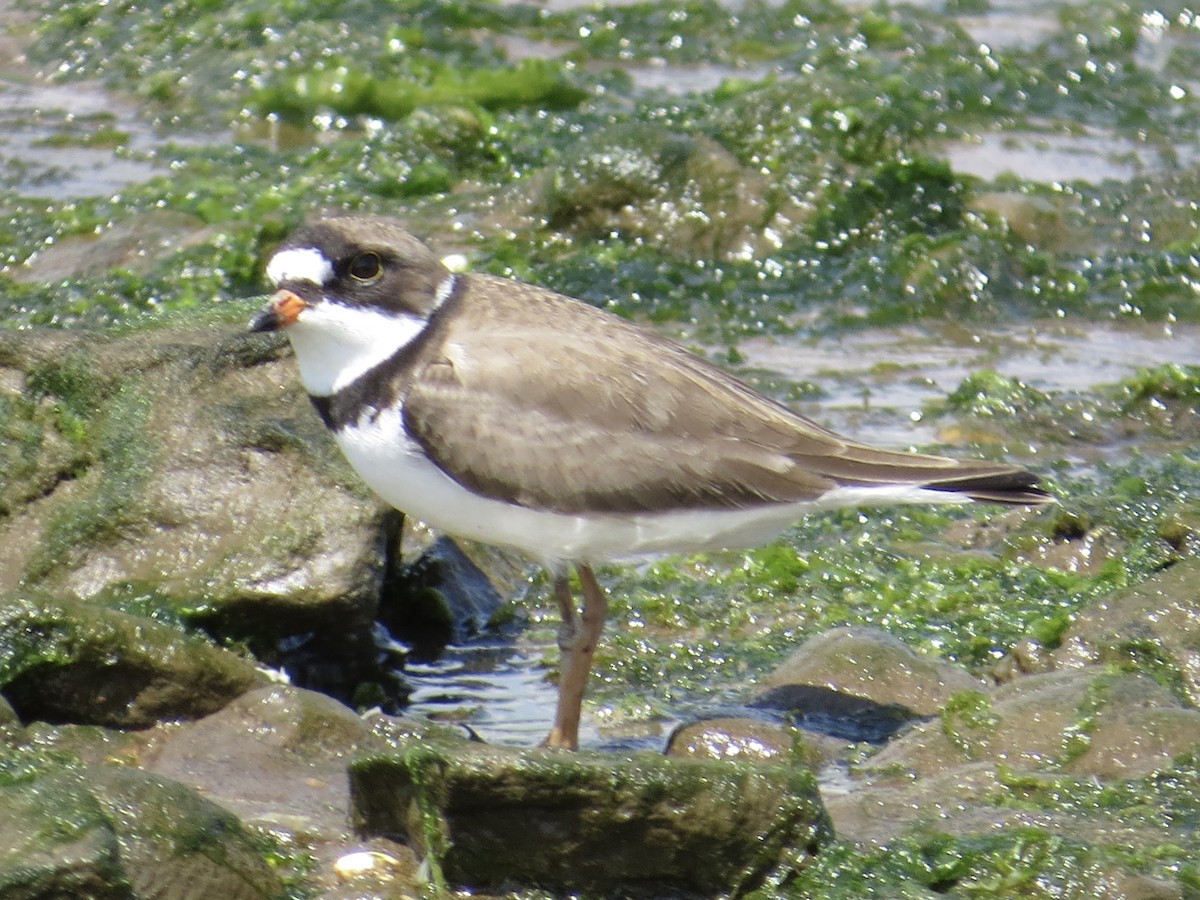Semipalmated Plover - ML619766458