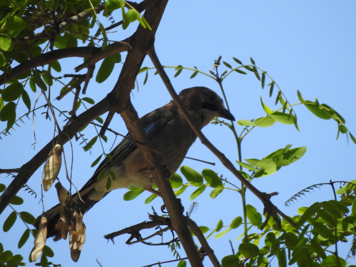 Eurasian Jay - ML619766462