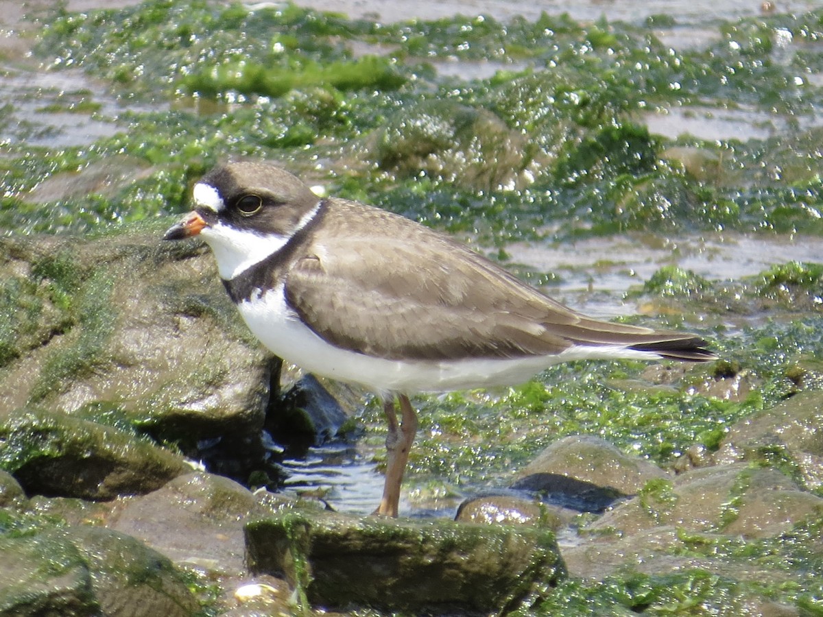 Semipalmated Plover - ML619766463