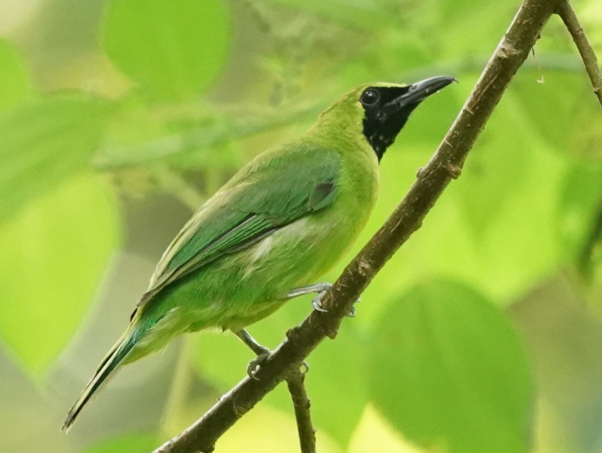 Greater Green Leafbird - ML619766466