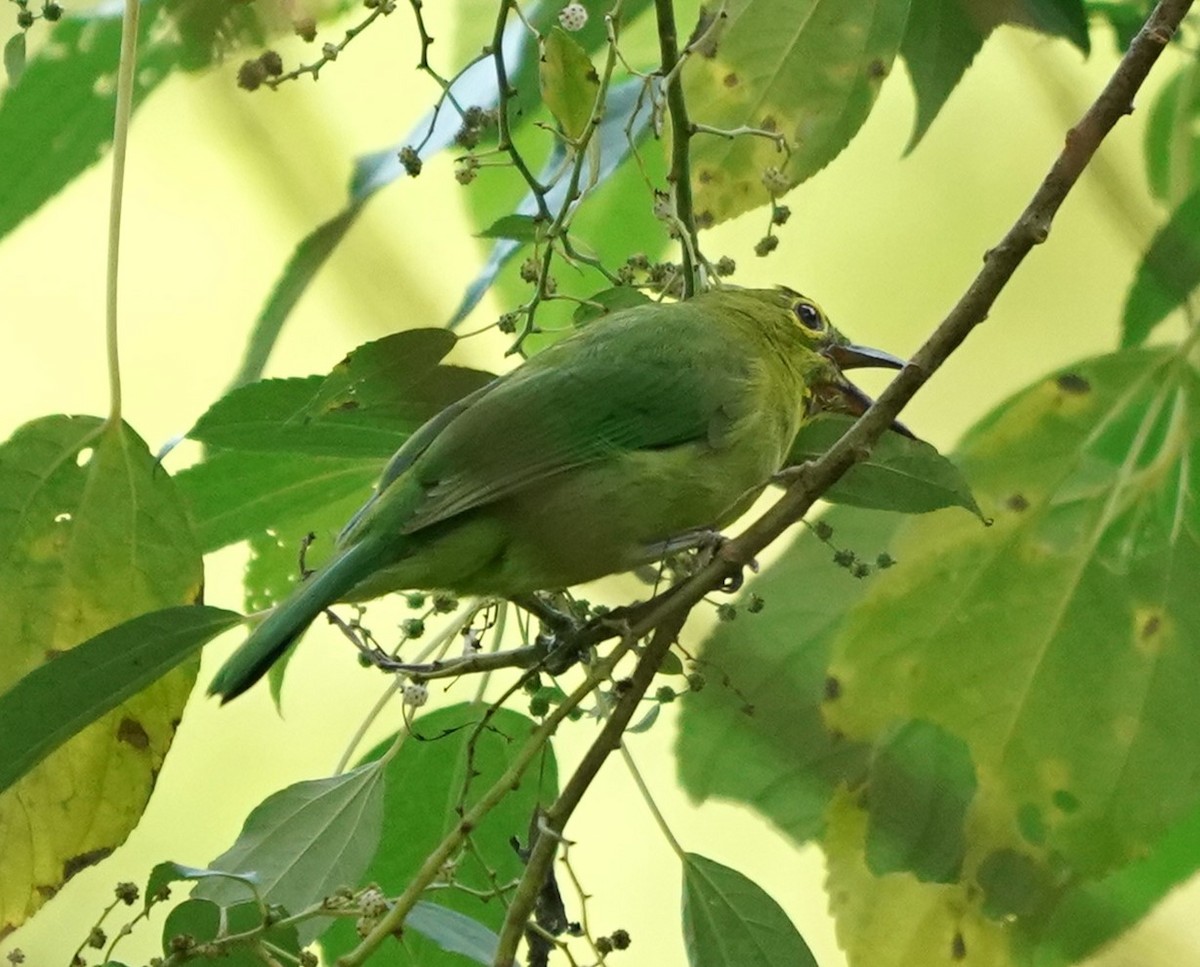 Greater Green Leafbird - ML619766468
