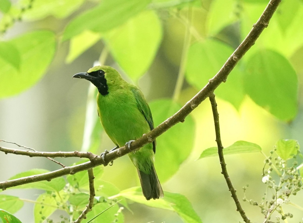 Greater Green Leafbird - ML619766470