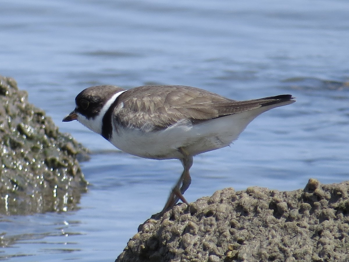 Semipalmated Plover - ML619766473