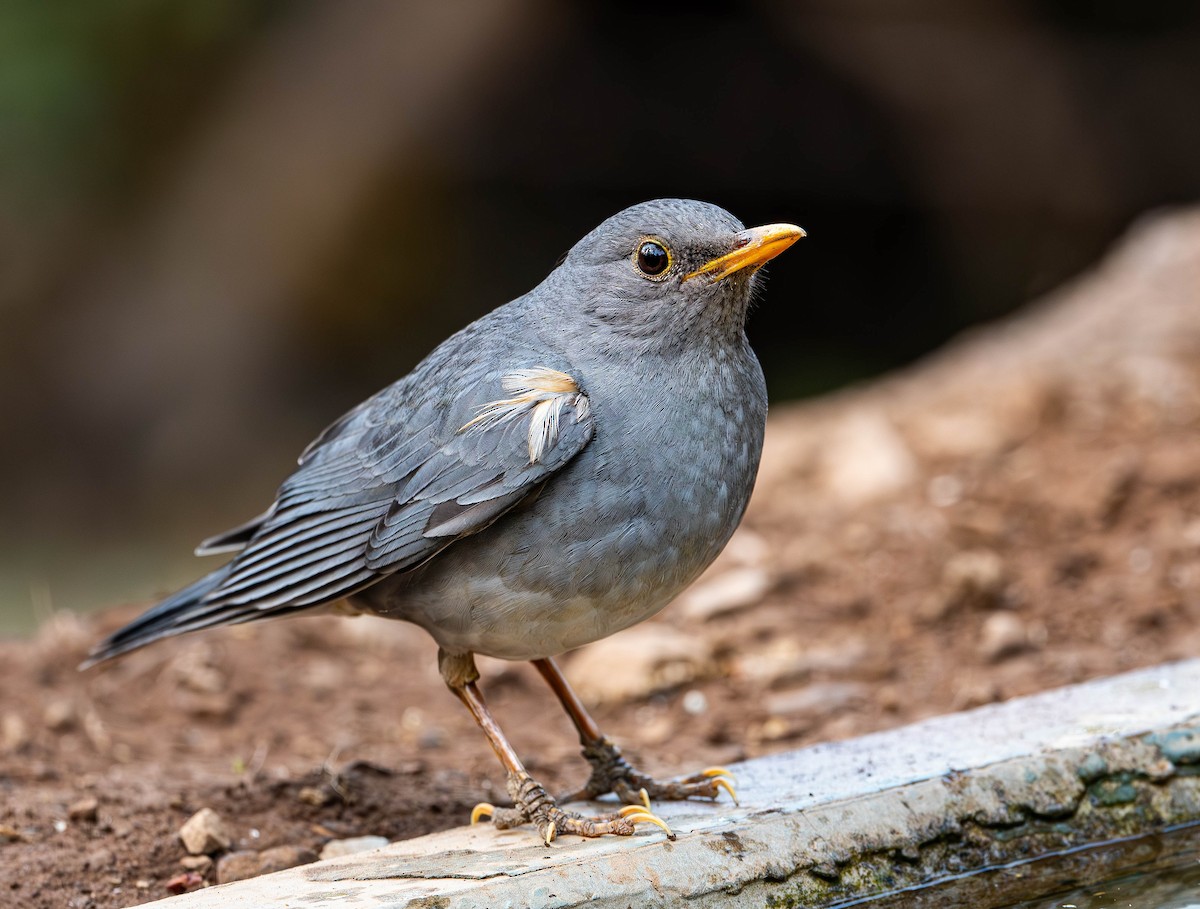 Tickell's Thrush - ML619766475