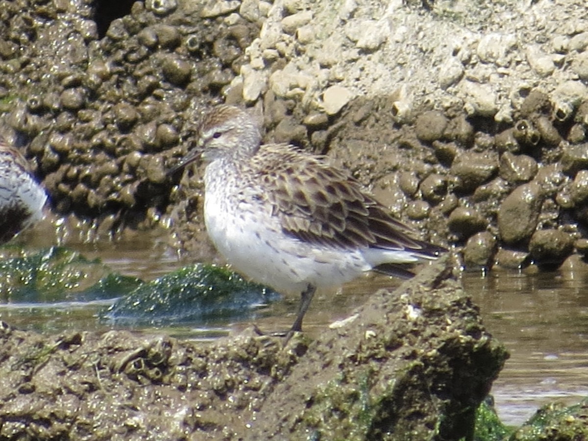 White-rumped Sandpiper - ML619766478