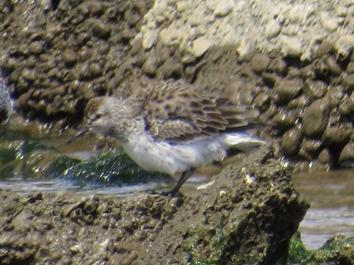 White-rumped Sandpiper - ML619766480