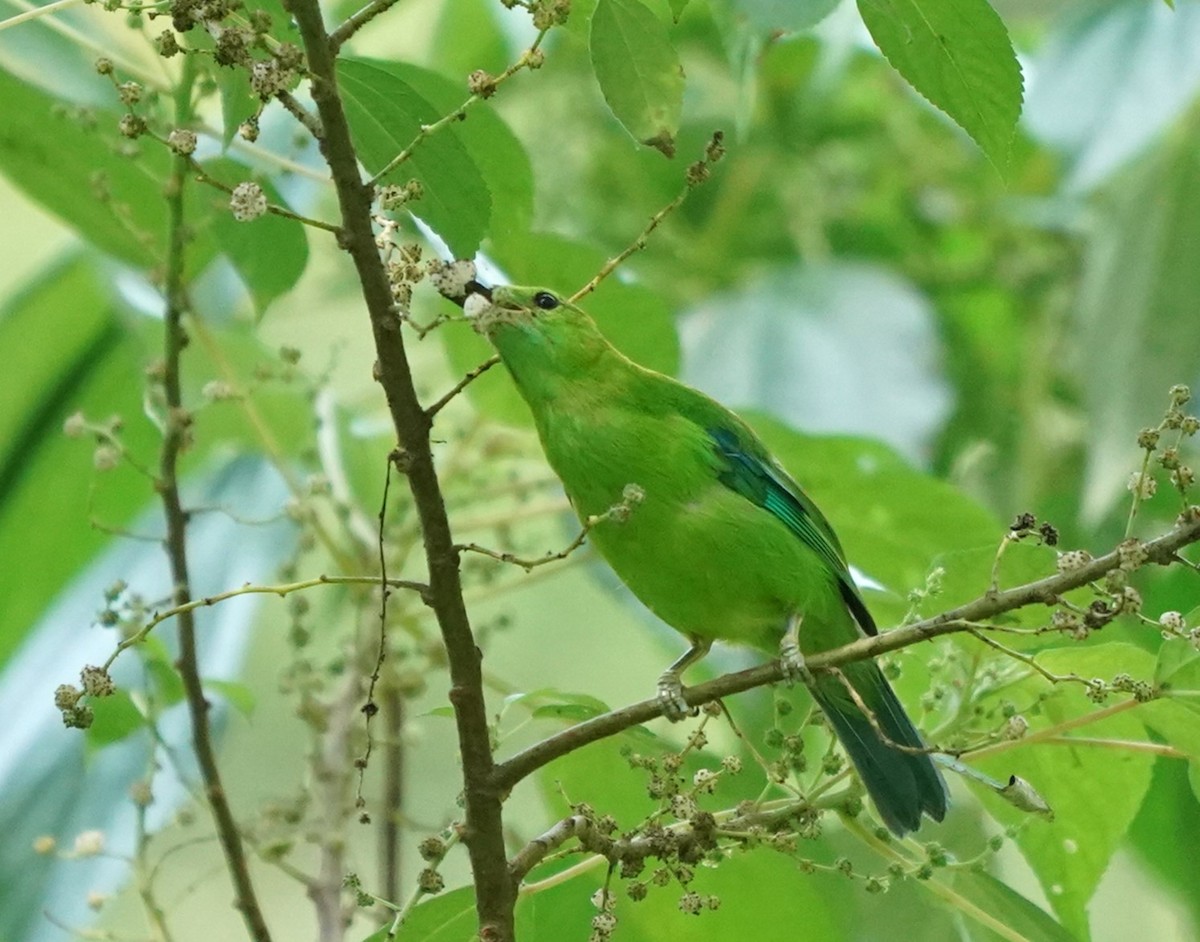 Blue-winged Leafbird - ML619766498