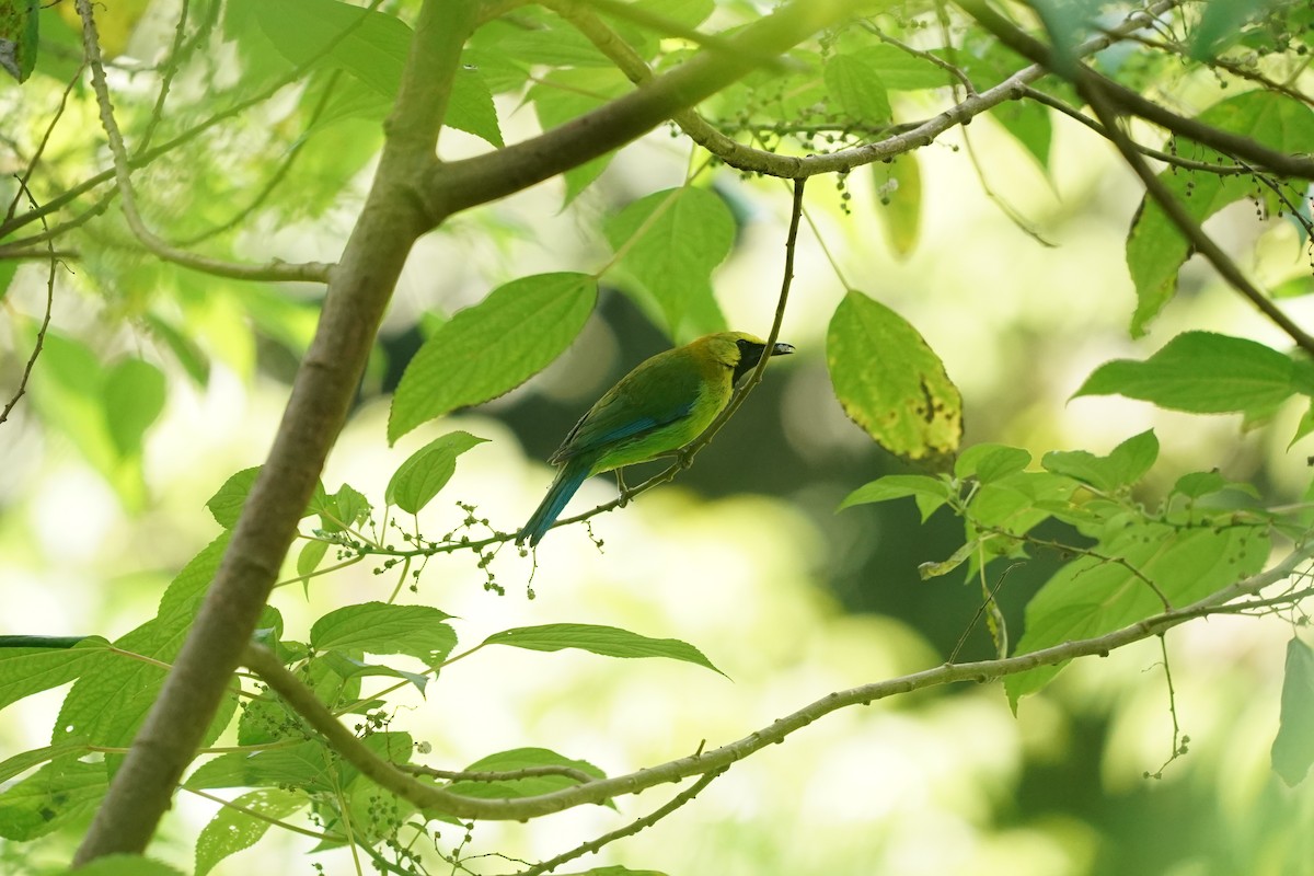 Blue-winged Leafbird - ML619766501