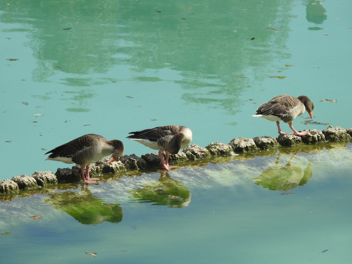 Oca selvatica - ML619766509