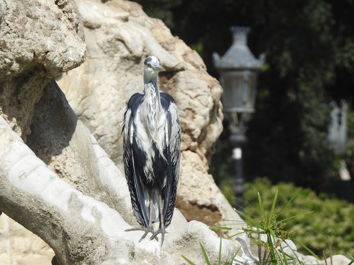 Gray Heron - ML619766521