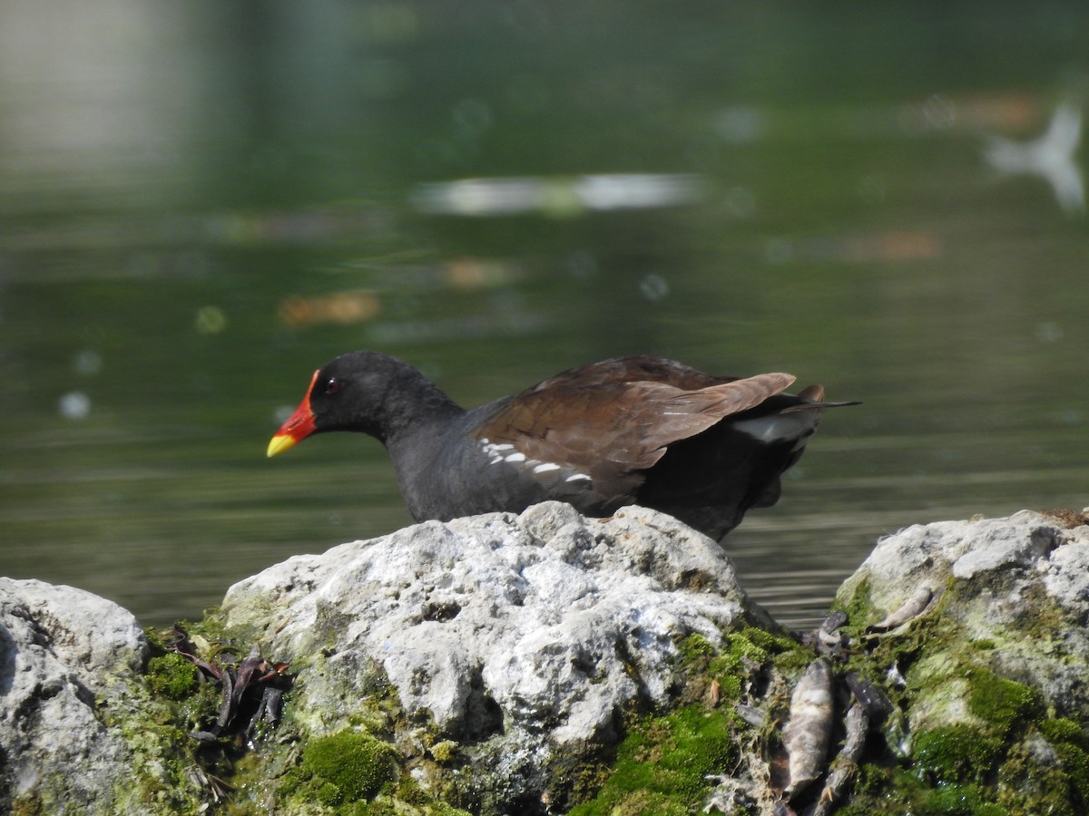 Eurasian Moorhen - ML619766530