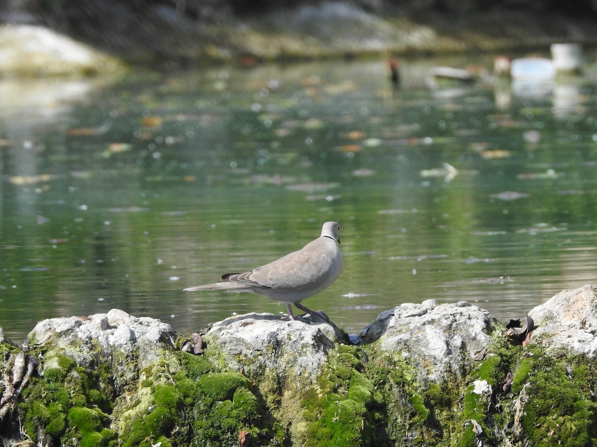 Eurasian Collared-Dove - ML619766537