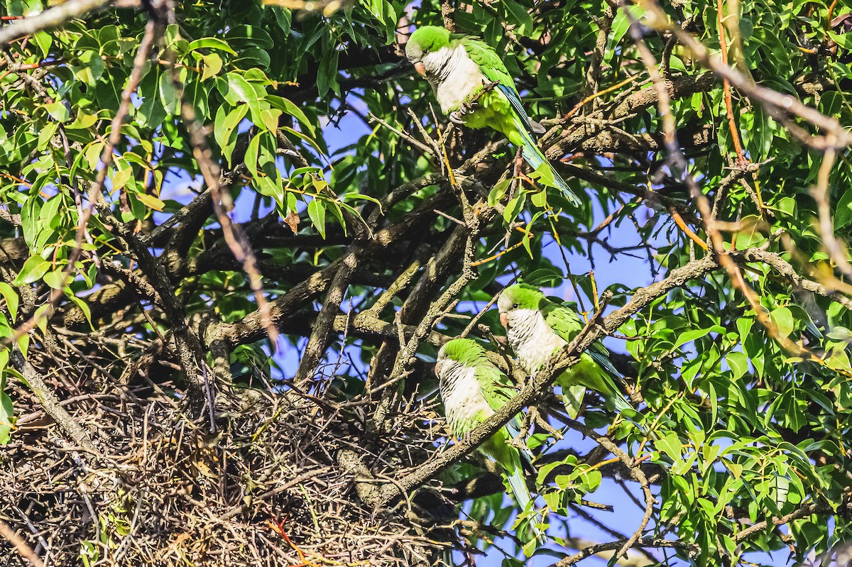 Monk Parakeet - ML619766539