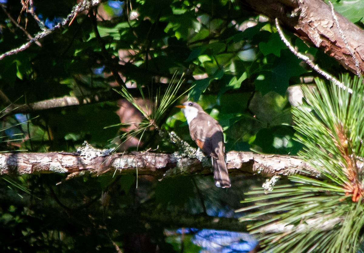 Yellow-billed Cuckoo - ML619766541