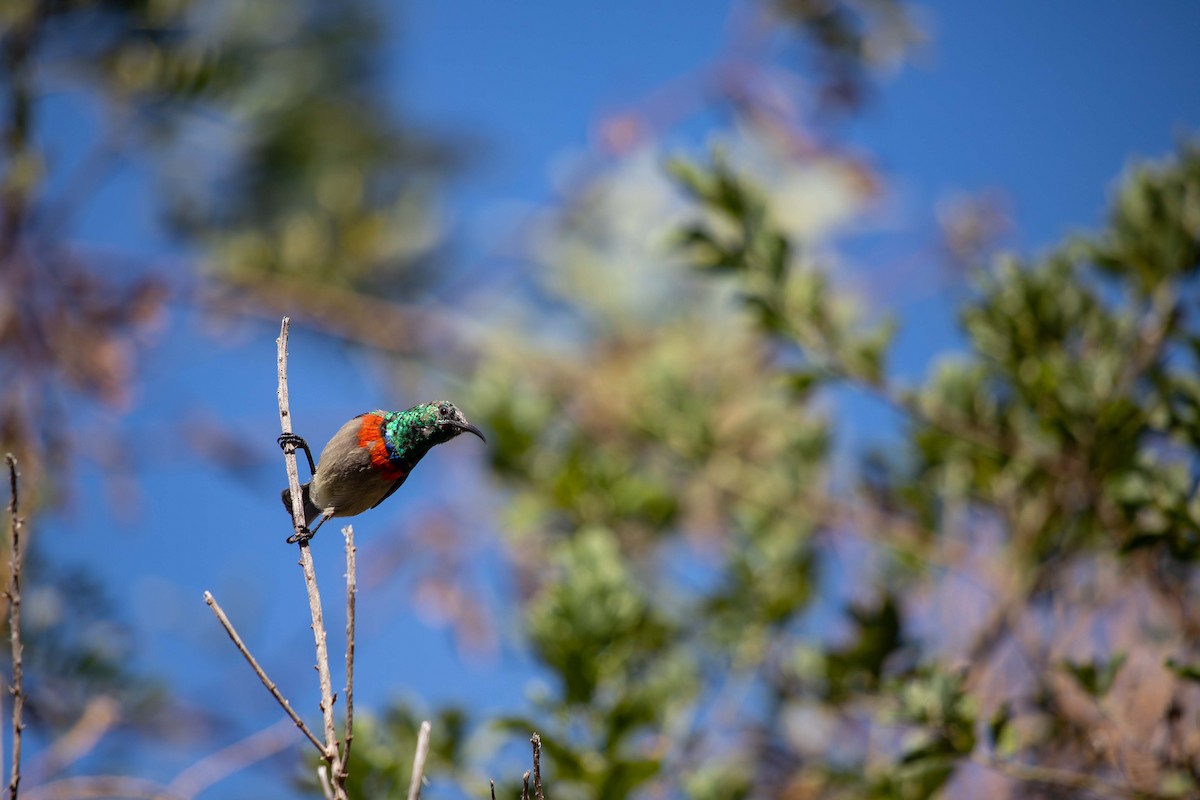 Southern Double-collared Sunbird - ML619766553