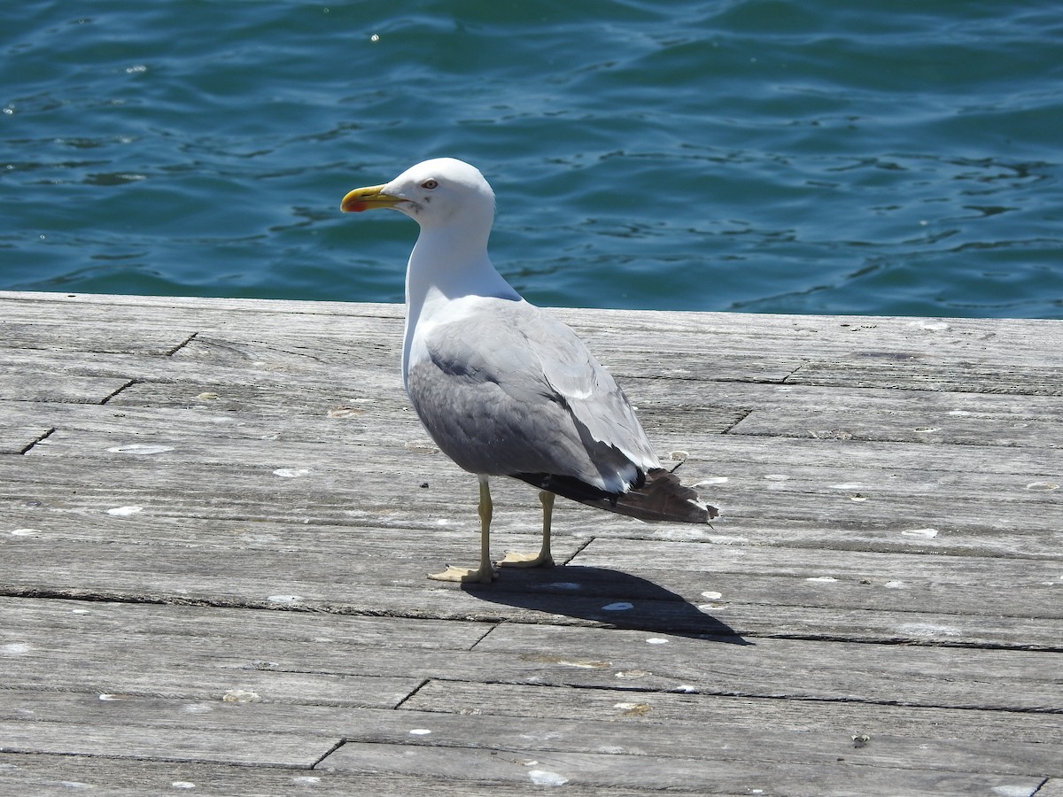 Yellow-legged Gull - ML619766569